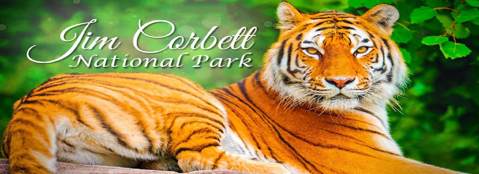 Jim Corbett National Park- Complete Travel Tips